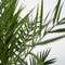 Plant in a Box - Phoenix Canariensis - Canarische dadelpalm - Pot 19cm - Hoogte 80-100cm