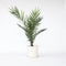 Plant in a Box - Phoenix Canariensis - Canarische dadelpalm - Pot 19cm - Hoogte 80-100cm