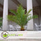 Plant in a Box - Phoenix Canariensis - Canarische dadelpalm - Pot 19cm - Hoogte 80-100cm