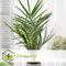 Plant in a Box - Phoenix Canariensis - Canarische dadelpalm - Pot 19cm - Hoogte 80-100cm
