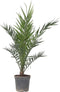 Plant in a Box - Phoenix Canariensis - Canarische dadelpalm - Pot 19cm - Hoogte 80-100cm