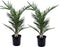 Plant in a Box - Phoenix Canariensis - Set van 2 - Canarische Dadelpalm - Pot 15cm - Hoogte 50-60cm