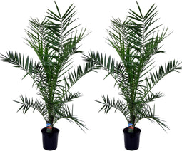 Plant in a Box - Phoenix Canariensis - Set van 2 - Canarische dadelpalm - Pot 19cm - Hoogte 80-100cm