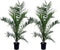 Plant in a Box - Phoenix Canariensis - Set van 2 - Canarische dadelpalm - Pot 19cm - Hoogte 80-100cm