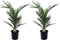 Plant in a Box - Phoenix Canariensis - Set van 2 - Canarische Dadelpalm - Pot 15cm - Hoogte 50-60cm