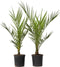 Plant in a Box - Phoenix Canariensis - Set van 2 - Canarische Dadelpalm - Pot 15cm - Hoogte 50-60cm