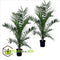 Plant in a Box - Phoenix Canariensis - Set van 2 - Canarische dadelpalm - Pot 19cm - Hoogte 80-100cm