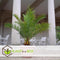 Plant in a Box - Phoenix Canariensis - Set van 2 - Canarische Dadelpalm - Pot 15cm - Hoogte 50-60cm