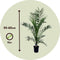 Plant in a Box - Phoenix Canariensis - Set van 2 - Canarische Dadelpalm - Pot 15cm - Hoogte 50-60cm