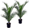 Plant in a Box - Phoenix Canariensis - Set van 2 - Canarische Dadelpalm - Pot 15cm - Hoogte 50-60cm