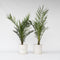 Plant in a Box - Phoenix Canariensis - Set van 2 - Canarische dadelpalm - Pot 19cm - Hoogte 80-100cm