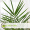 Plant in a Box - Phoenix Canariensis - Set van 2 - Canarische Dadelpalm - Pot 15cm - Hoogte 50-60cm