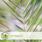 Plant in a Box - Phoenix Canariensis - Set van 2 - Canarische Dadelpalm - Pot 15cm - Hoogte 50-60cm