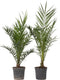 Plant in a Box - Phoenix Canariensis - Set van 2 - Canarische dadelpalm - Pot 19cm - Hoogte 80-100cm