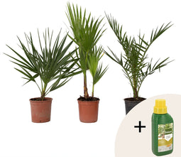 Plant in a box - Phoenix, Chamaerops, Washingtonia - Palmmix van 3 - Pokon - Pot 15 cm - Hoogte 50-70cm