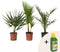 Plant in a box - Phoenix, Chamaerops, Washingtonia - Palmmix van 3 - Pokon - Pot 15 cm - Hoogte 50-70cm