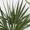 Plant in a box - Phoenix, Chamaerops, Washingtonia - Palmmix van 3 - Pokon - Pot 15 cm - Hoogte 50-70cm