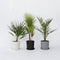 Plant in a box - Phoenix, Chamaerops, Washingtonia - Palmmix van 3 - Pokon - Pot 15 cm - Hoogte 50-70cm