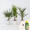 Plant in a box - Phoenix, Chamaerops, Washingtonia - Palmmix van 3 - Pokon - Pot 15 cm - Hoogte 50-70cm