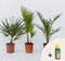 Plant in a box - Phoenix, Chamaerops, Washingtonia - Palmmix van 3 - Pokon - Pot 15 cm - Hoogte 50-70cm