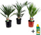 Plant in a box - Phoenix, Chamaerops, Washingtonia - Palmmix van 3 - Pokon - Pot 15 cm - Hoogte 50-70cm