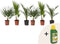 Plant in a box - Phoenix, Chamaerops, Washingtonia - Palmmix van 6 - Pokon - Pot 15 cm - Hoogte 50-70cm