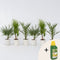 Plant in a box - Phoenix, Chamaerops, Washingtonia - Palmmix van 6 - Pokon - Pot 15 cm - Hoogte 50-70cm