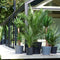 Plant in a box - Phoenix, Chamaerops, Washingtonia - Palmmix van 6 - Pokon - Pot 15 cm - Hoogte 50-70cm