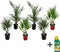 Plant in a box - Phoenix, Chamaerops, Washingtonia - Palmmix van 6 - Pokon - Pot 15 cm - Hoogte 50-70cm