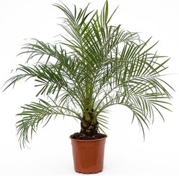 Plant in a Box - Phoenix roebelenii - Dwergdadelpalm - Luchtzuiverende kamerplant - Pot 21cm - Hoogte 80-90cm