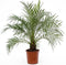 Plant in a Box - Phoenix roebelenii - Dwergdadelpalm - Luchtzuiverende kamerplant - Pot 21cm - Hoogte 80-90cm