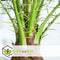 Plant in a Box - Phoenix roebelenii - Dwergdadelpalm - Luchtzuiverende kamerplant - Pot 21cm - Hoogte 80-90cm
