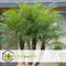 Plant in a Box - Phoenix roebelenii - Dwergdadelpalm - Luchtzuiverende kamerplant - Pot 21cm - Hoogte 80-90cm