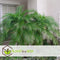 Plant in a Box - Phoenix roebelenii - Dwergdadelpalm - Luchtzuiverende kamerplant - Pot 21cm - Hoogte 80-90cm