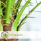 Plant in a Box - Phoenix roebelenii - Dwergdadelpalm - Luchtzuiverende kamerplant - Pot 21cm - Hoogte 80-90cm