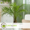 Plant in a Box - Phoenix roebelenii - Dwergdadelpalm - Luchtzuiverende kamerplant - Pot 21cm - Hoogte 80-90cm