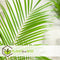 Plant in a Box - Phoenix roebelenii - Dwergdadelpalm - Luchtzuiverende kamerplant - Pot 21cm - Hoogte 80-90cm