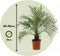 Plant in a Box - Phoenix roebelenii - Dwergdadelpalm - Luchtzuiverende kamerplant - Pot 21cm - Hoogte 80-90cm