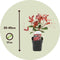 Plant in a Box - Photinia fraseri Red Robin - Set van 2 - Helderrode bladeren - Wintergroene heester - Pot 17cm - Hoogte 30-40cm