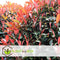 Plant in a Box - Photinia fraseri Red Robin - Set van 2 - Helderrode bladeren - Wintergroene heester - Pot 17cm - Hoogte 30-40cm