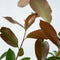 Plant in a Box - Photinia fraseri Red Robin - Set van 2 - Helderrode bladeren - Wintergroene heester - Pot 17cm - Hoogte 30-40cm