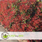 Plant in a Box - Photinia fraseri Red Robin - Set van 2 - Helderrode bladeren - Wintergroene heester - Pot 17cm - Hoogte 30-40cm
