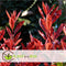 Plant in a Box - Photinia fraseri Red Robin - Set van 2 - Helderrode bladeren - Wintergroene heester - Pot 17cm - Hoogte 30-40cm