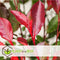 Plant in a Box - Photinia fraseri Red Robin - Set van 2 - Helderrode bladeren - Wintergroene heester - Pot 17cm - Hoogte 30-40cm