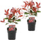Plant in a Box - Photinia fraseri Red Robin - Set van 2 - Helderrode bladeren - Wintergroene heester - Pot 17cm - Hoogte 30-40cm