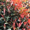Plant in a Box - Photinia fraseri Red Robin - Set van 4 - Helderrode bladeren - Wintergroene heester - Pot 17cm - Hoogte 30-40cm