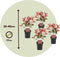 Plant in a Box - Photinia fraseri Red Robin - Set van 4 - Helderrode bladeren - Wintergroene heester - Pot 17cm - Hoogte 30-40cm