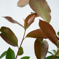 Plant in a Box - Photinia fraseri Red Robin - Set van 6 - Helderrode bladeren - Wintergroene heester - Pot 17cm - Hoogte 30-40cm