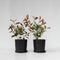 Plant in a Box - Photinia fraseri Red Robin - Set van 6 - Helderrode bladeren - Wintergroene heester - Pot 17cm - Hoogte 30-40cm
