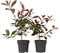 Plant in a Box - Photinia fraseri Red Robin - Set van 6 - Helderrode bladeren - Wintergroene heester - Pot 17cm - Hoogte 30-40cm